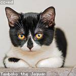 Aliza Rogahn Profile Picture